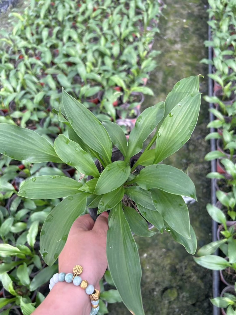 贵州花叶玉簪批发贵州苗木基地供应各类规格花叶玉簪基地