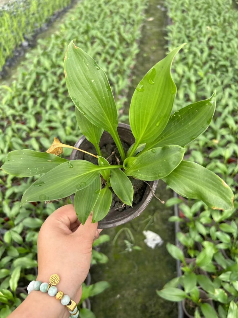 贵州花叶玉簪批发贵州苗木基地供应各类规格花叶玉簪基地