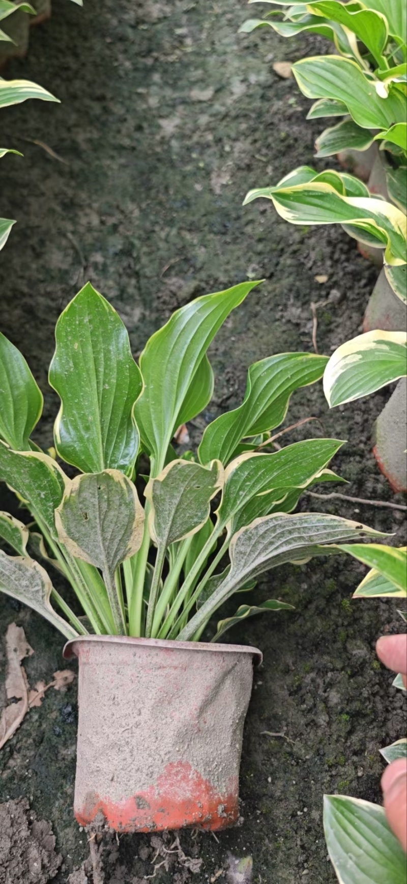 贵州花叶玉簪批发贵州苗木基地供应各类规格花叶玉簪基地