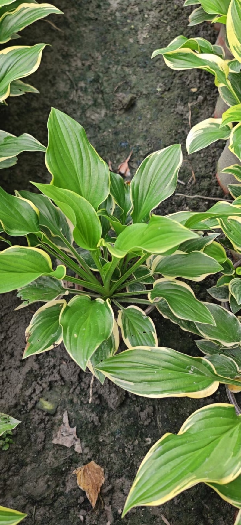 贵州花叶玉簪批发贵州苗木基地供应各类规格花叶玉簪基地