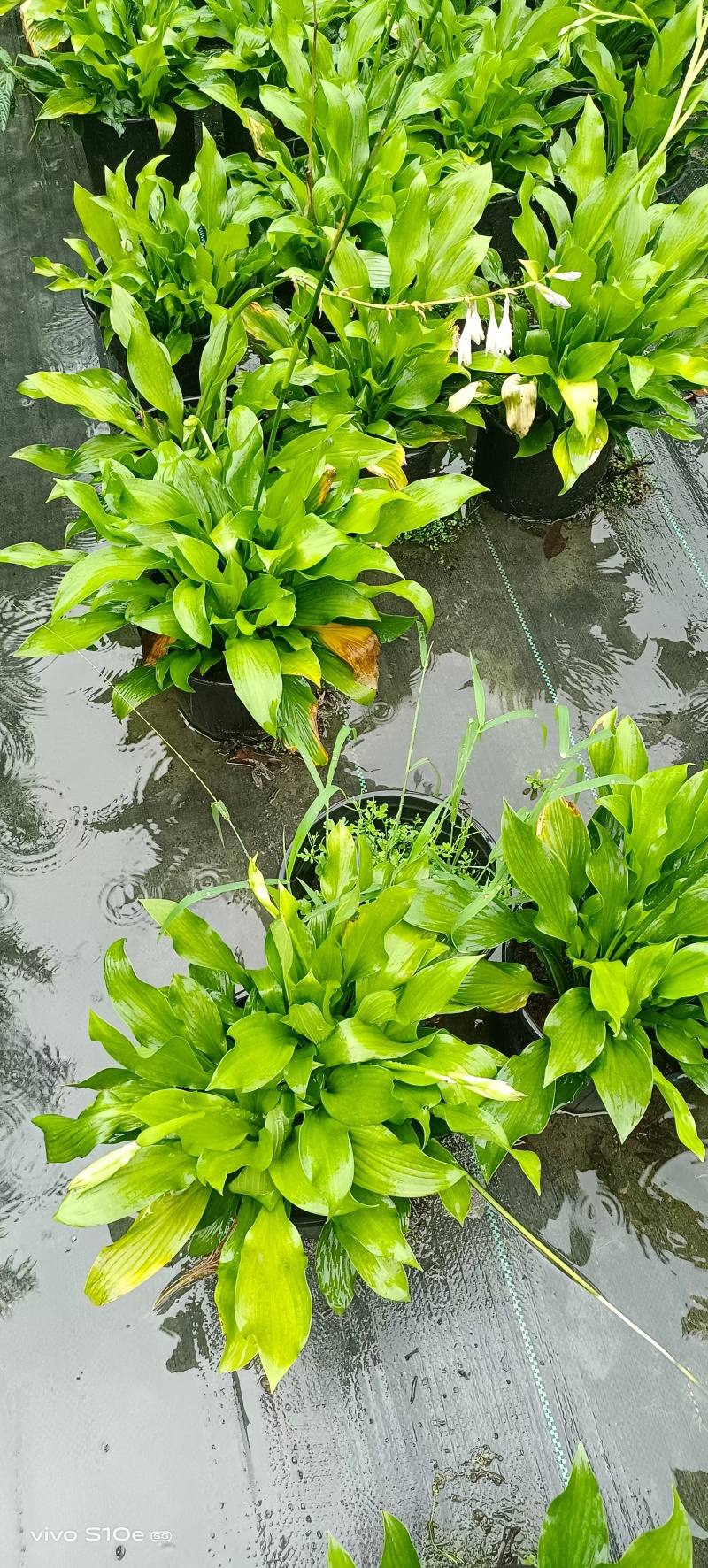 贵州花叶玉簪批发贵州苗木基地供应各类规格花叶玉簪基地