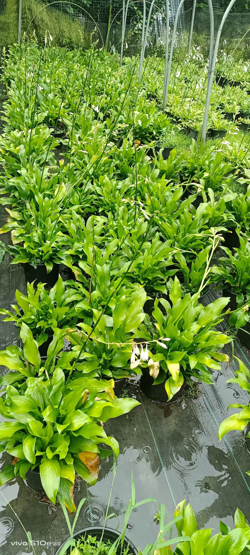 贵州花叶玉簪批发贵州苗木基地供应各类规格花叶玉簪基地
