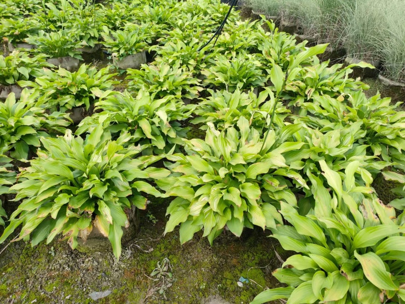 重庆花叶玉簪批发重庆苗木基地供应各类规格花叶玉簪基地