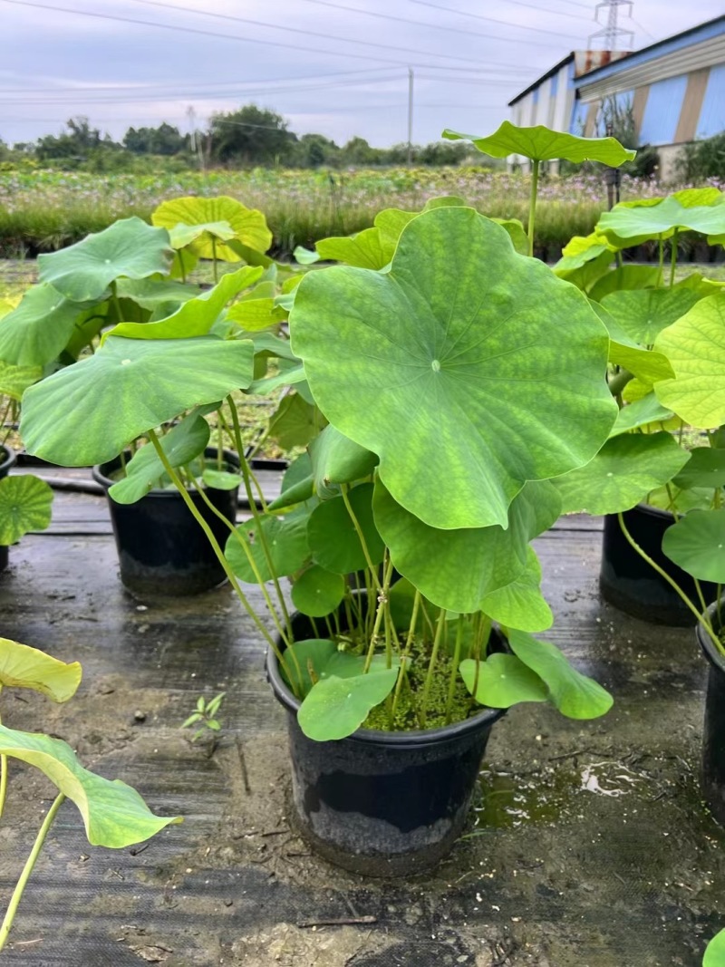 成都荷花批发成都苗木基地供应各类规格荷花基地直销