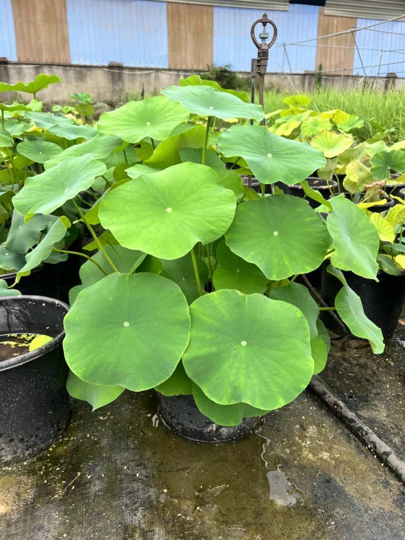 成都荷花批发成都苗木基地供应各类规格荷花基地直销