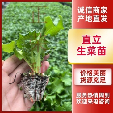 大速生菜直立生菜孔雀菜苗量大优惠寿光种苗场直发