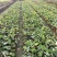 贵州荷花批发贵州苗木基地供应各类规格荷花基地直销