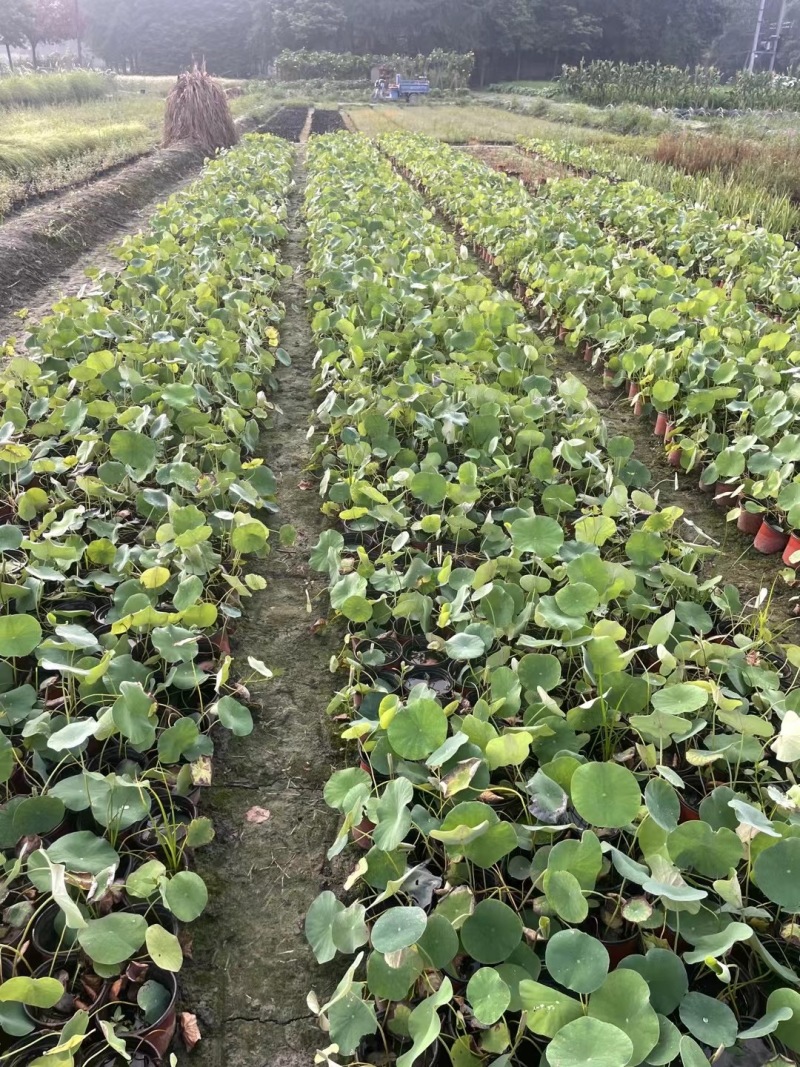 贵州荷花批发贵州苗木基地供应各类规格荷花基地直销