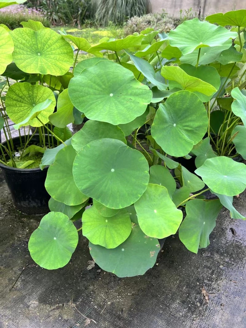 贵州荷花批发贵州苗木基地供应各类规格荷花基地直销