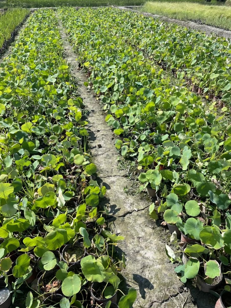 贵州荷花批发贵州苗木基地供应各类规格荷花基地直销