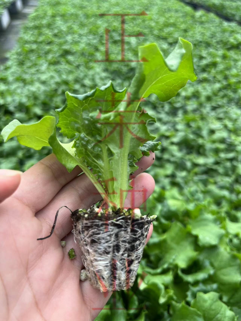 大速生菜直立生菜孔雀菜苗量大优惠寿光种苗场直发