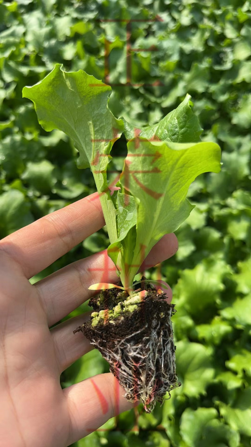大速生菜直立生菜孔雀菜苗量大优惠寿光种苗场直发