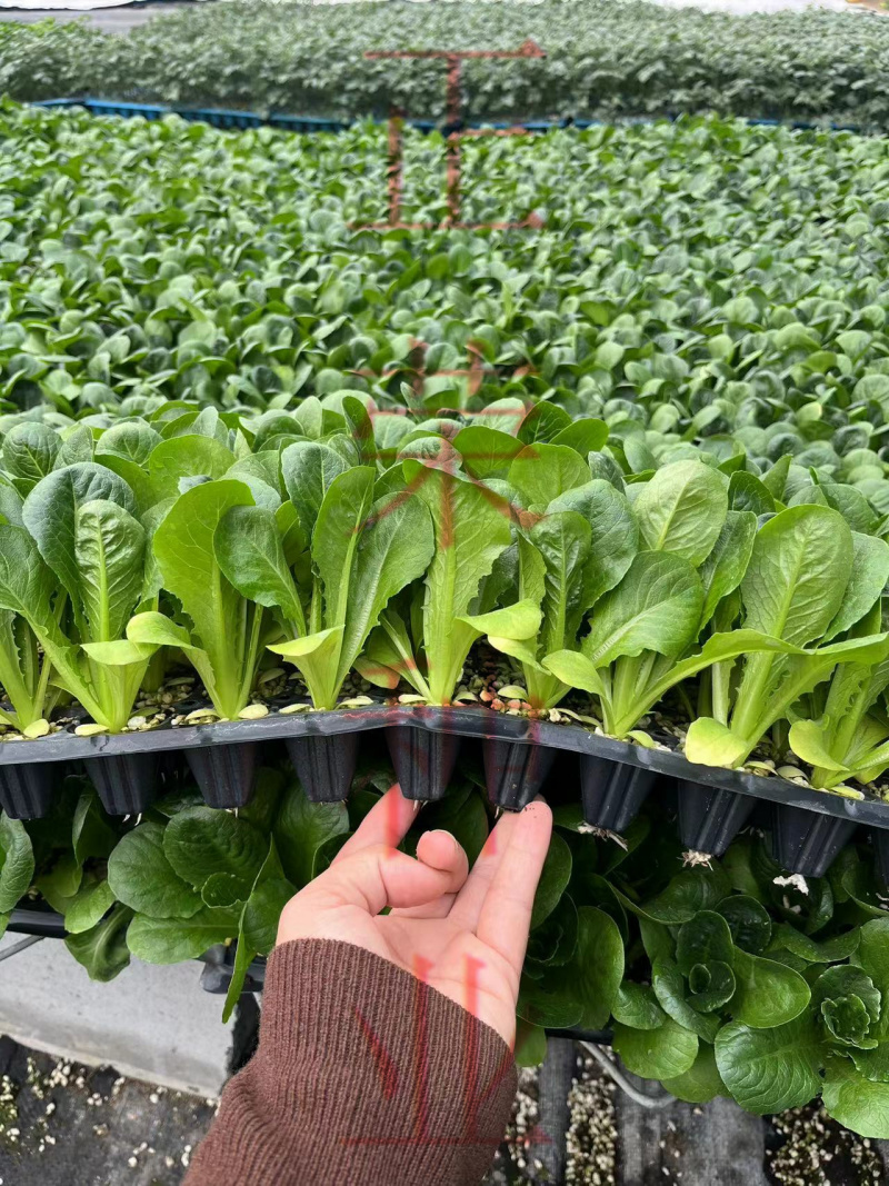 大速生菜直立生菜孔雀菜苗量大优惠寿光种苗场直发