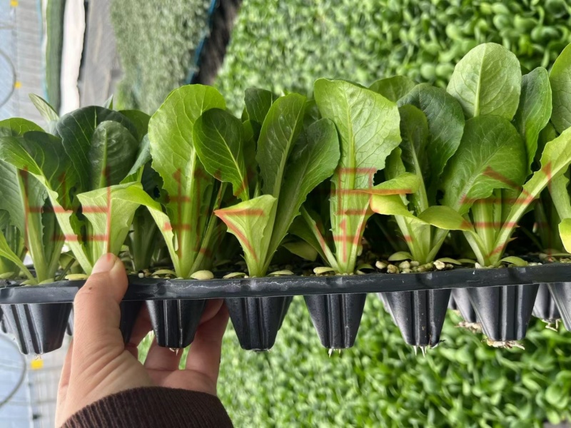 大速生菜直立生菜孔雀菜苗量大优惠寿光种苗场直发