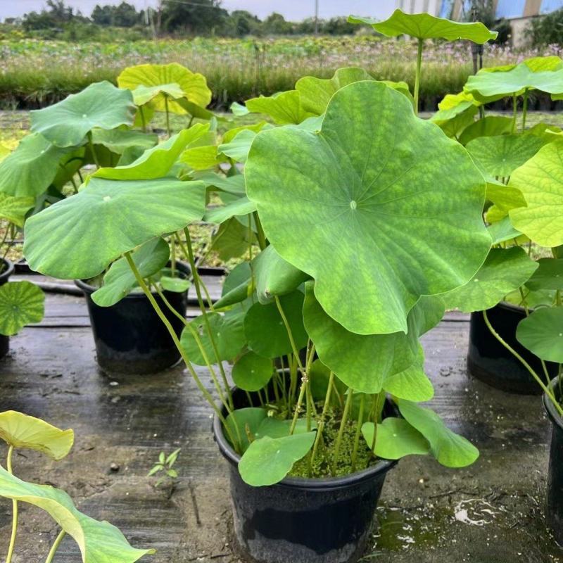 重庆荷花批发重庆苗木基地供应各类规格荷花基地直销