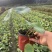 重庆荷花批发重庆苗木基地供应各类规格荷花基地直销