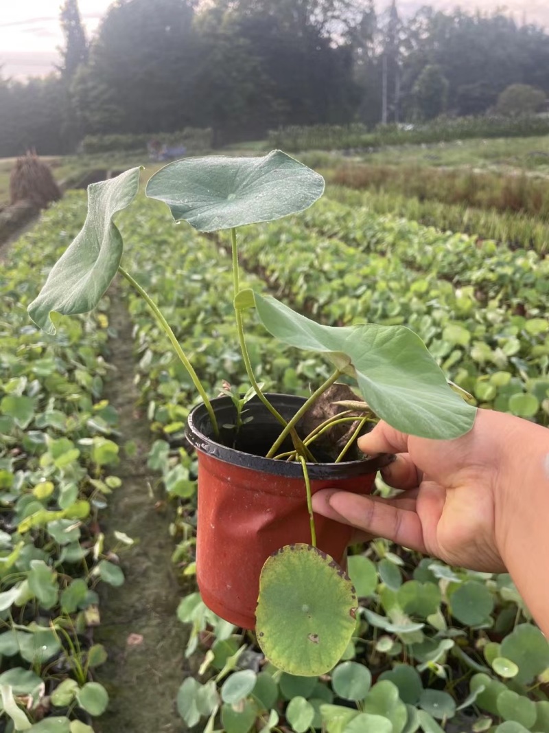 重庆荷花批发重庆苗木基地供应各类规格荷花基地直销