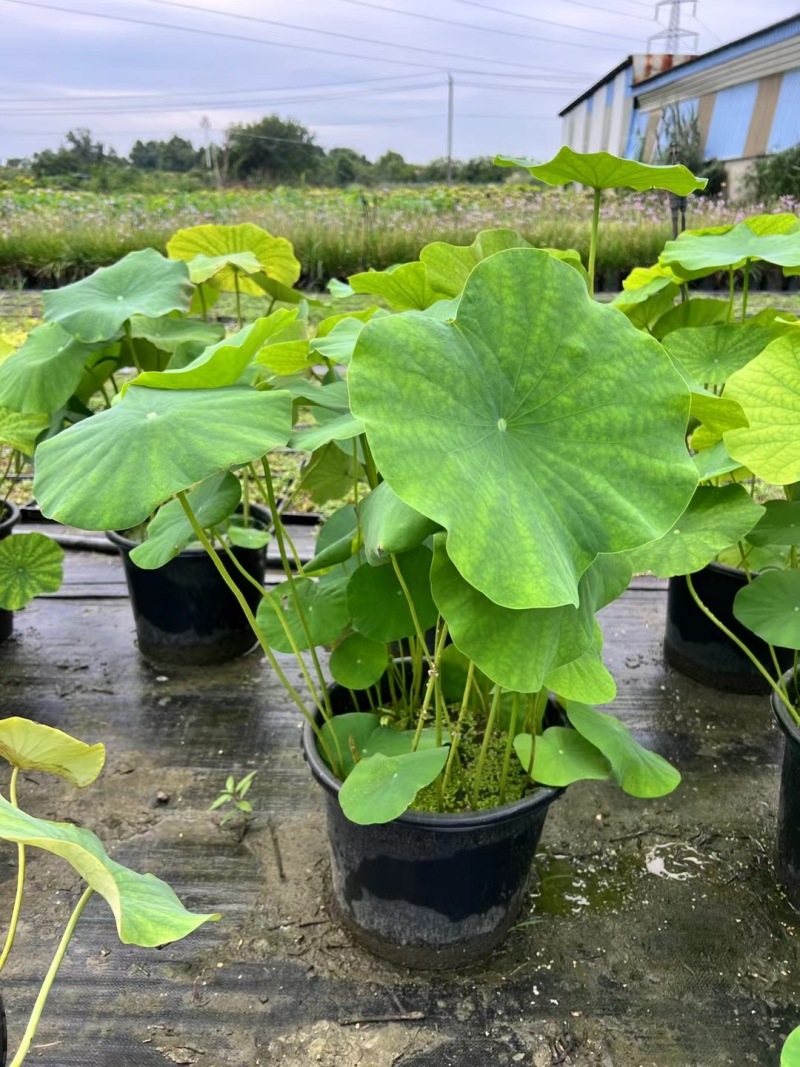 重庆荷花批发重庆苗木基地供应各类规格荷花基地直销