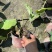 重庆荷花批发重庆苗木基地供应各类规格荷花基地直销