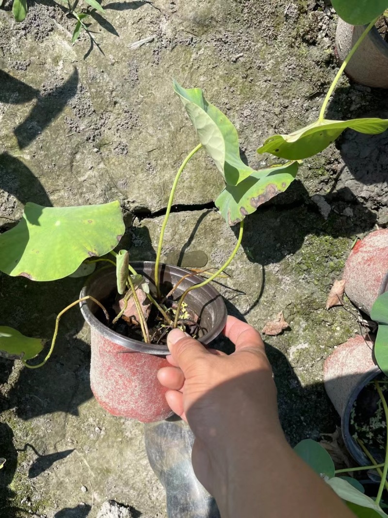 重庆荷花批发重庆苗木基地供应各类规格荷花基地直销