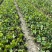 重庆荷花批发重庆苗木基地供应各类规格荷花基地直销
