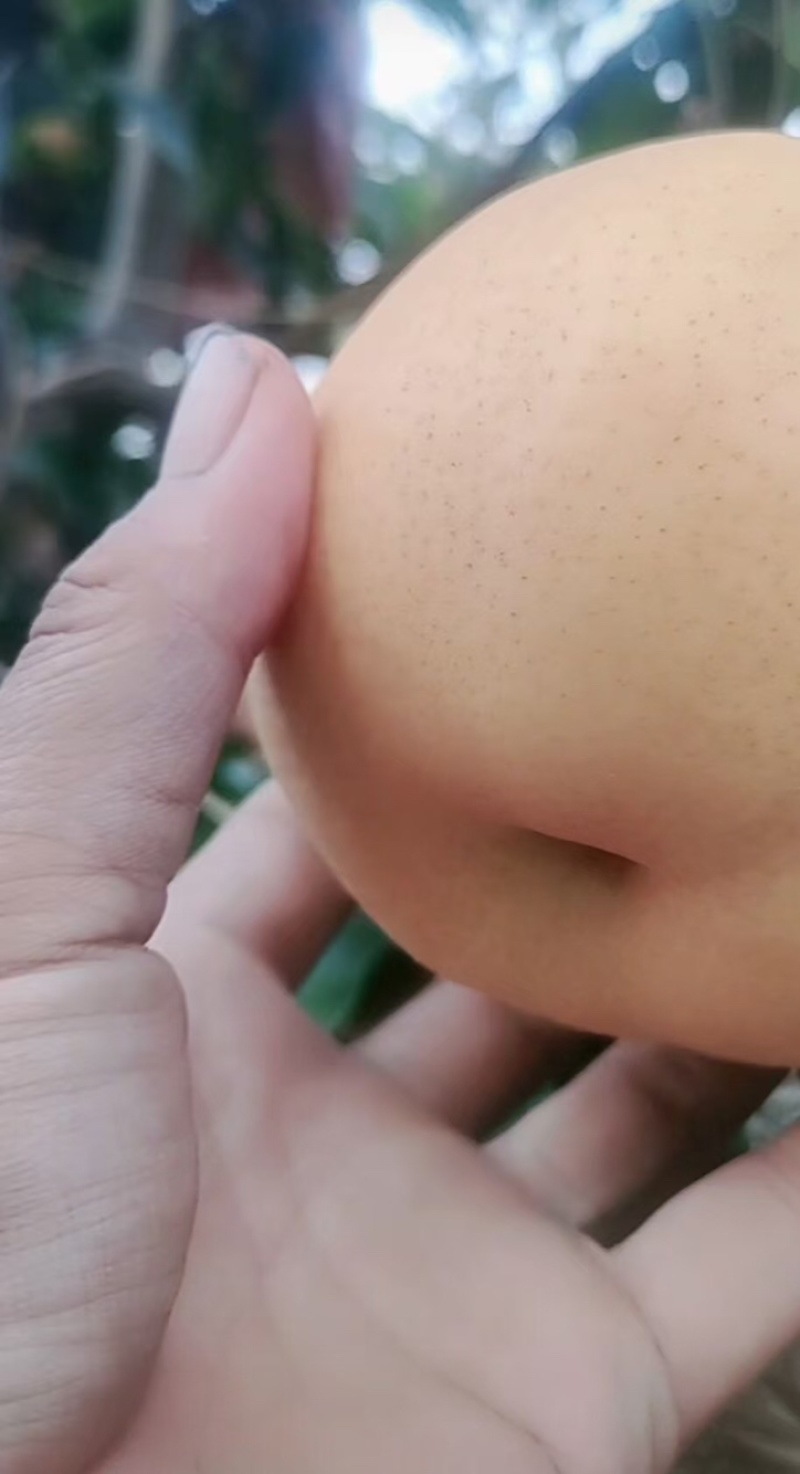 【优选】山东菏泽梨套袋厂家直发质量保证欢迎来电咨询