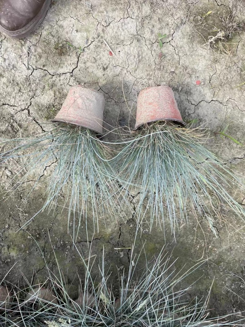 成都蓝羊茅批发成都苗木基地供应各类规格蓝羊茅基地直销