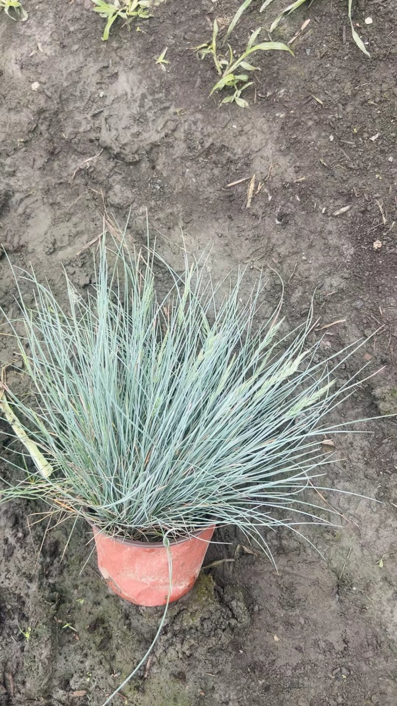成都蓝羊茅批发成都苗木基地供应各类规格蓝羊茅基地直销