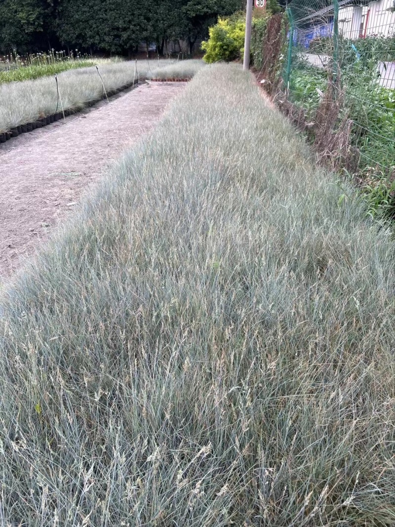 成都蓝羊茅批发成都苗木基地供应各类规格蓝羊茅基地直销