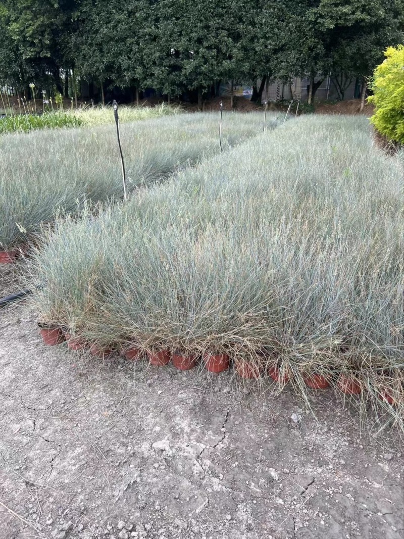 成都蓝羊茅批发成都苗木基地供应各类规格蓝羊茅基地直销