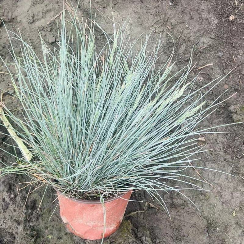 重庆蓝羊茅批发重庆苗木基地供应各类规格蓝羊茅基地直销