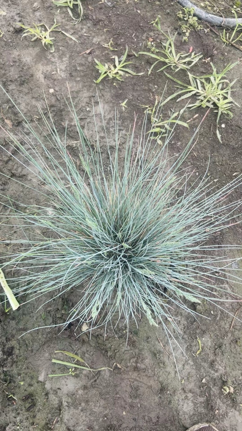 重庆蓝羊茅批发重庆苗木基地供应各类规格蓝羊茅基地直销