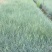 重庆蓝羊茅批发重庆苗木基地供应各类规格蓝羊茅基地直销