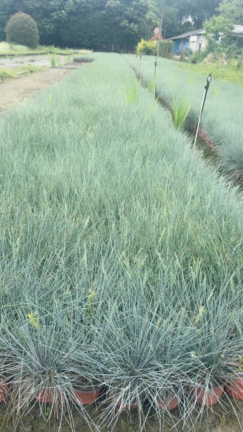 重庆蓝羊茅批发重庆苗木基地供应各类规格蓝羊茅基地直销