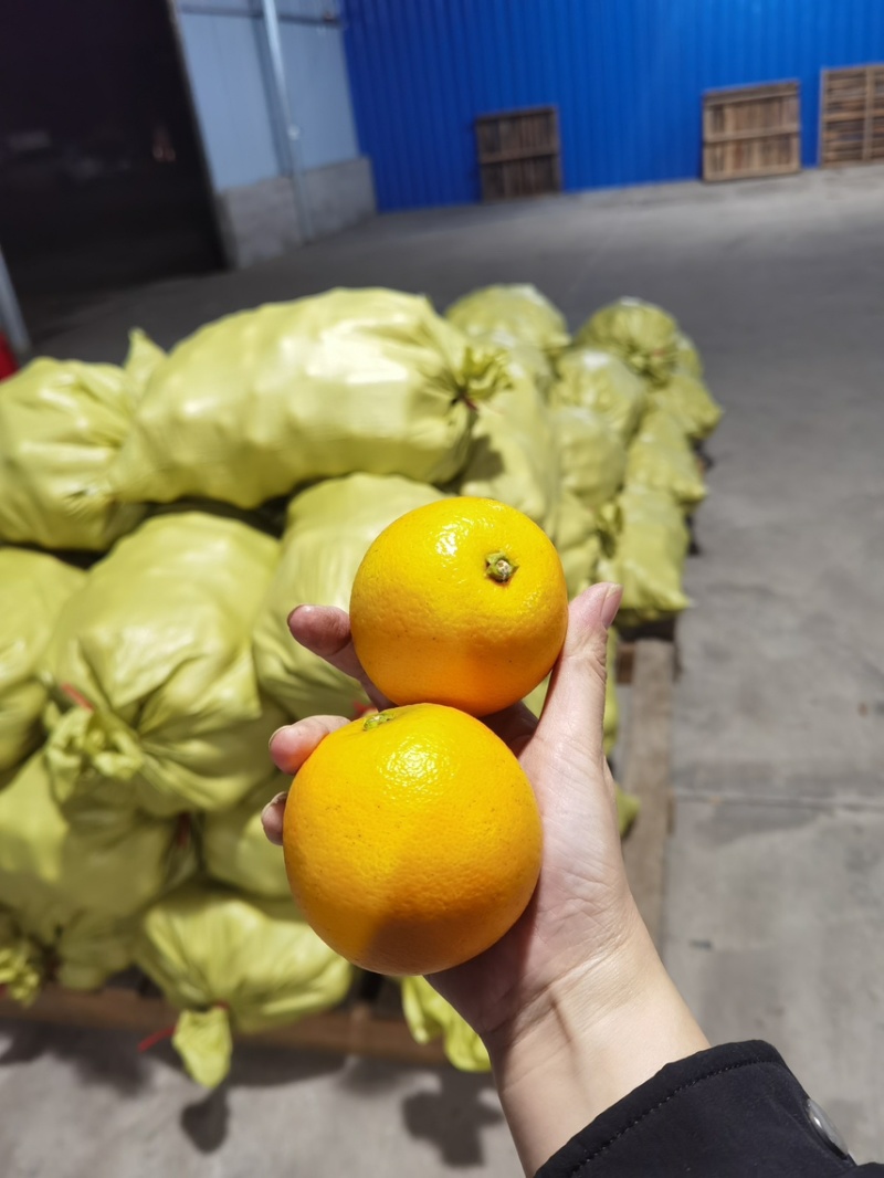 永兴冰糖橙