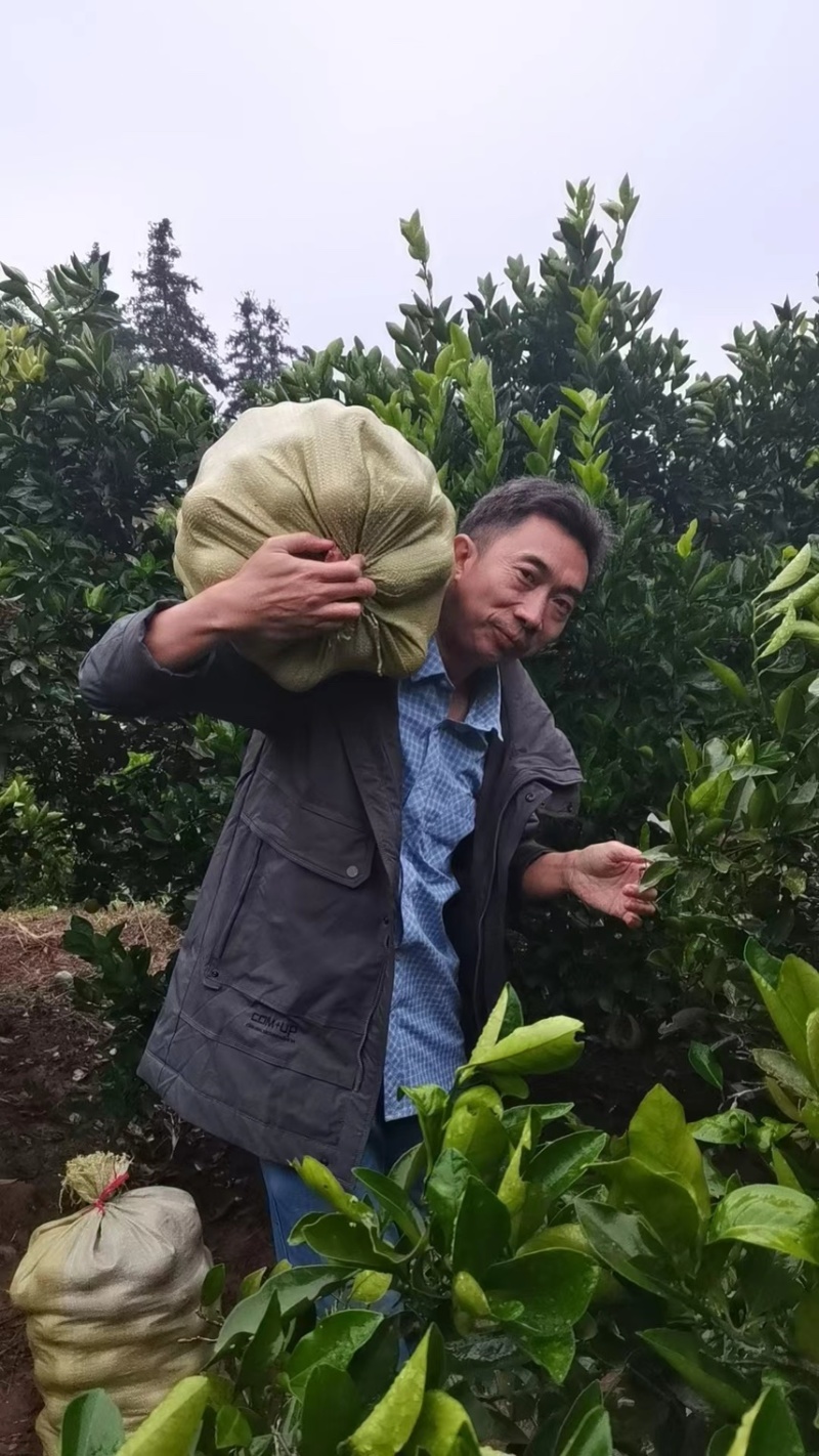 永兴冰糖橙