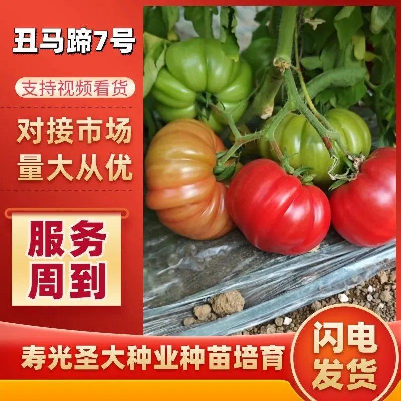 马蹄番茄种子牛排柿子种子沙瓤大口感柿子种子粉果西沙瓤