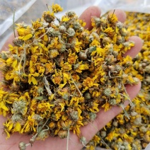 野菊花菊花菊花干货广西野菊花，产地直发