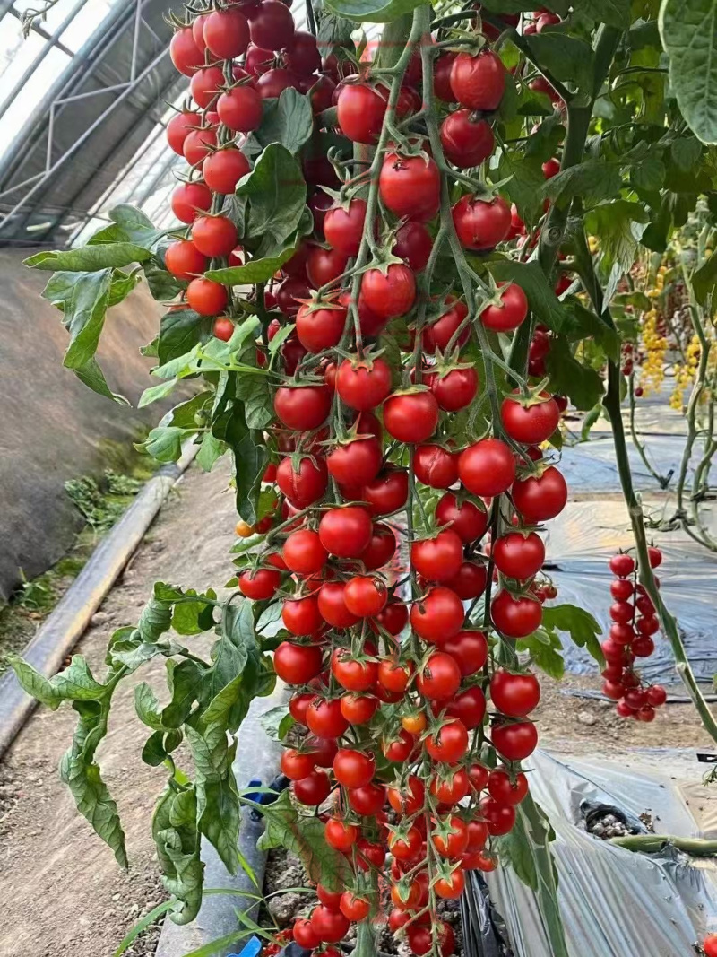 红色黄色粉色绿色紫色各种颜色小番茄苗口感型圣女果苗千禧苗