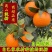 四川沃柑/内江发货/一手货源/全国供应/欢迎采购商来电