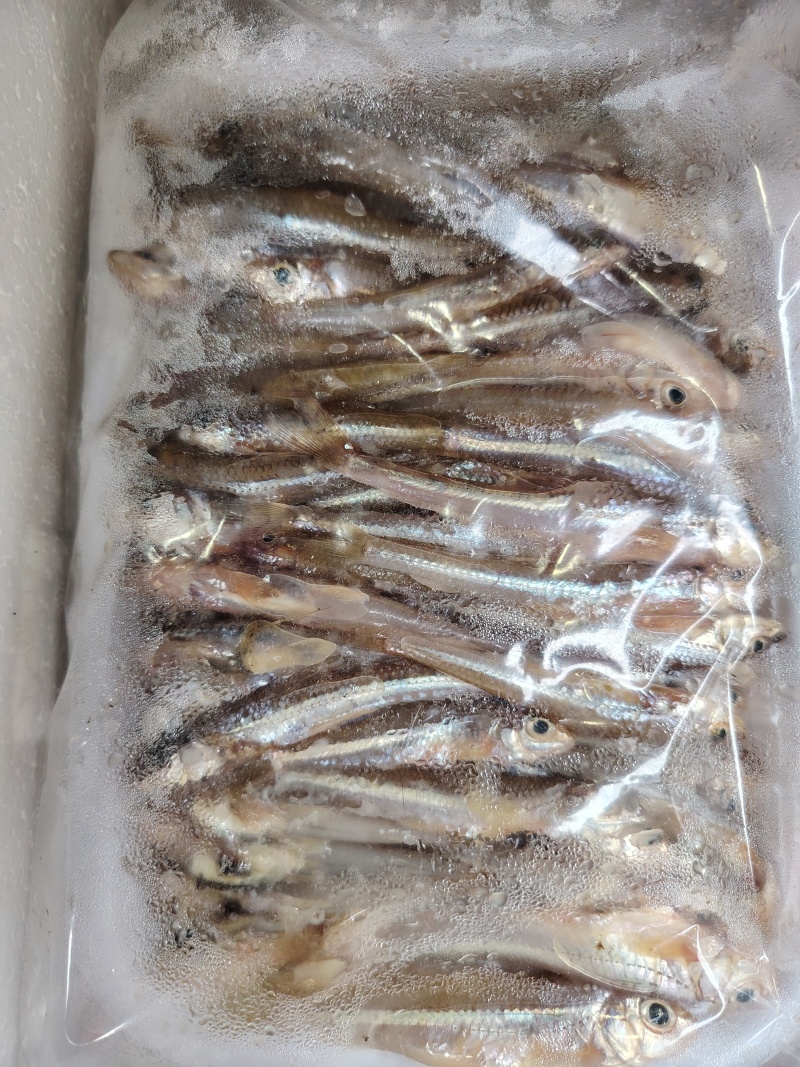 船丁鱼棍子鱼
