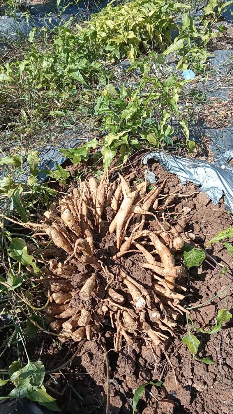 百部/对叶百部/新鲜百部/百部干货/百部产直发/