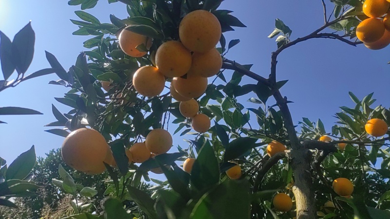 湖南麻阳冰糖橙产地直销，市场，电商，一件代发