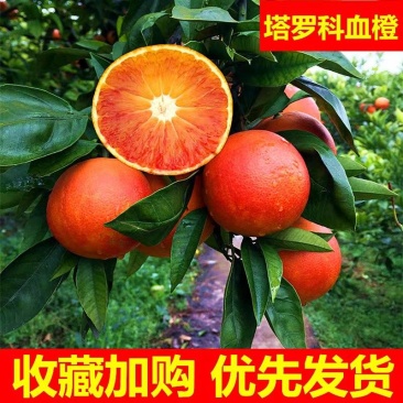 【塔罗科血橙】四川血橙/内江血橙/产地货源/全国发货