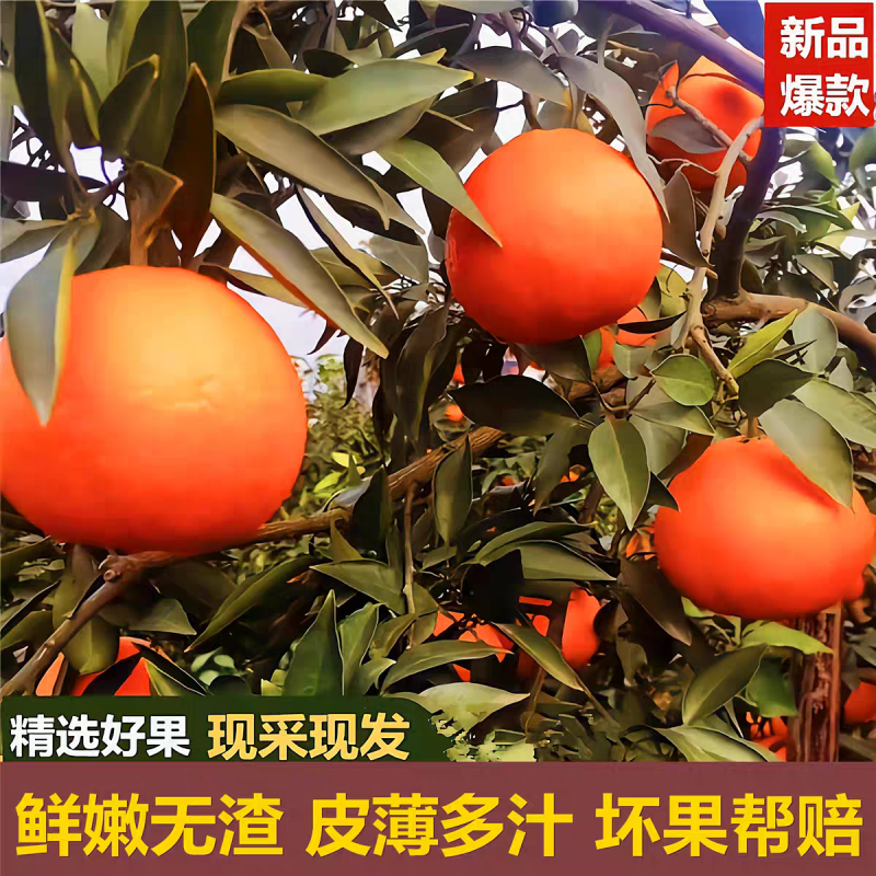 【塔罗科血橙】四川血橙/内江血橙/产地货源/全国发货