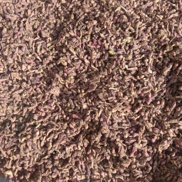 款冬花量大从优质量保证产地直发可视频看货量大从优
