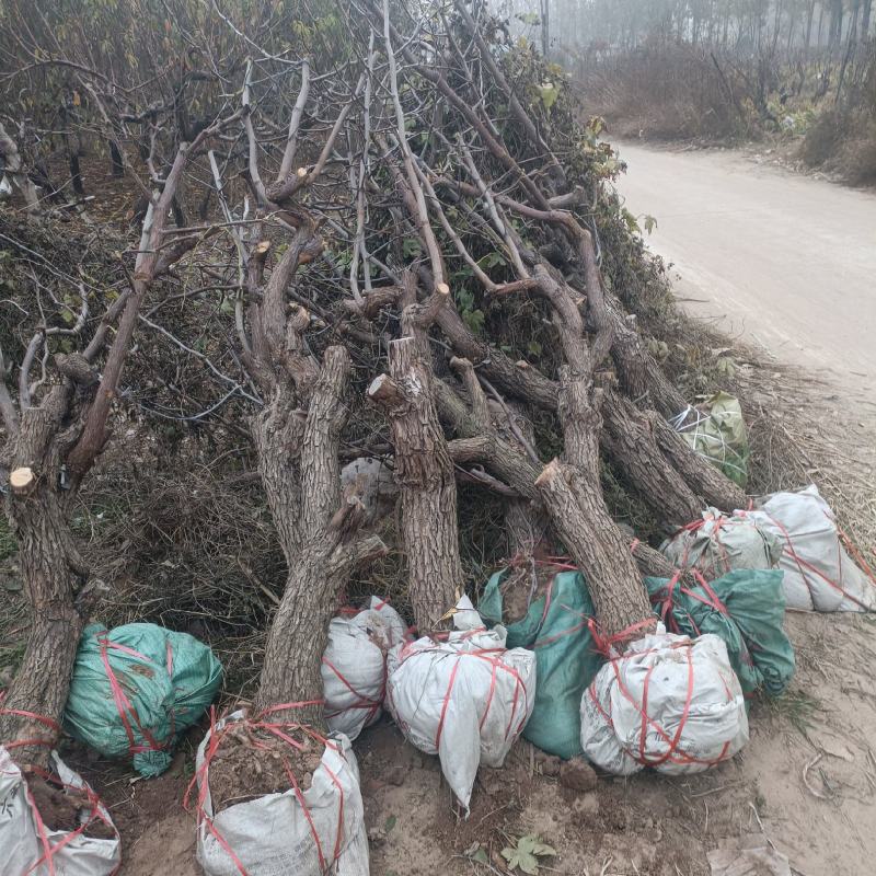 山东沾化冬枣主产区枣树人工开挖土球成活率高