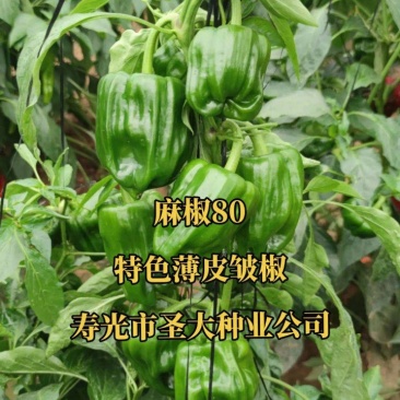 麻椒80薄皮椒种子辣椒种子麻辣椒种子口感麻辣味道清香