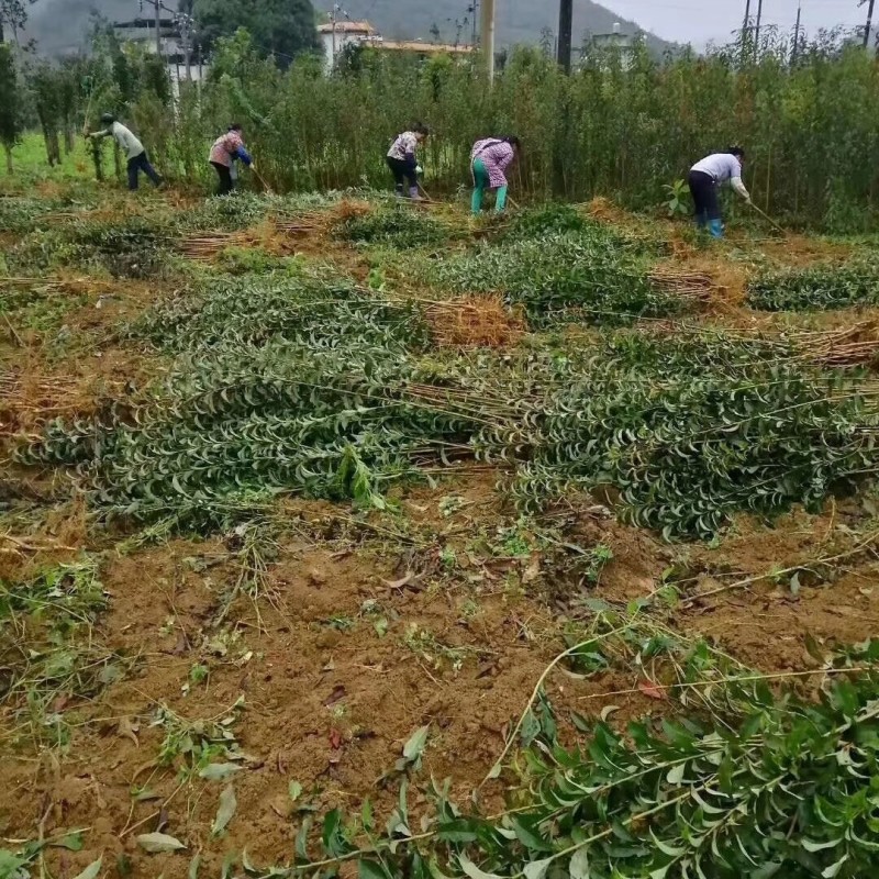优质六马蜂糖李苗