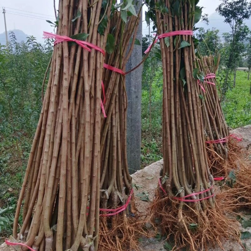 优质六马蜂糖李苗